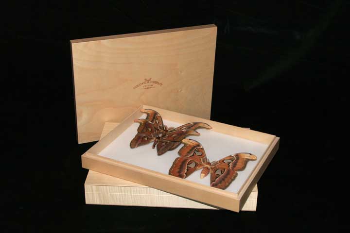 Wooden insect box - 30 x 40 x 5,5 cm