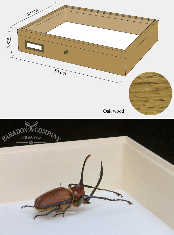 Oak wood drawer - 40 x 50 x 8 cm, with plastazote foam and brass fittings